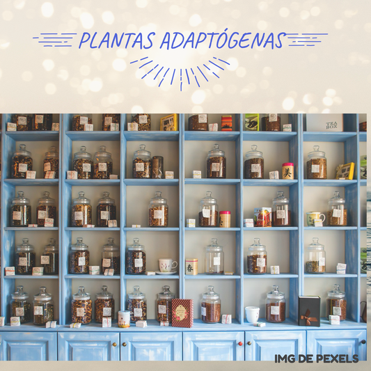 Qué son los adaptógenos y para qué sirven