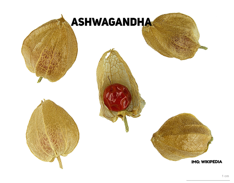 Conozca la Ashwagandha y sus sorprendentes beneficios