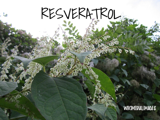 Resveratrol para ayudar a perder peso, pero también rejuvenecer física y mentalmente